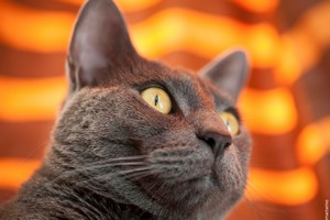 Gatos