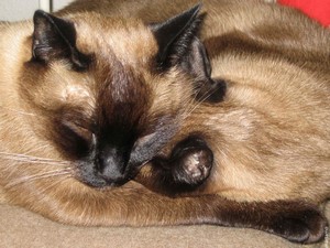 Gatos