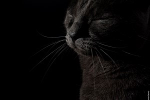 Gatos