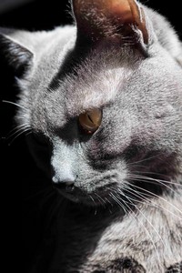 Gatos