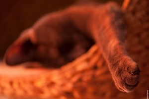 Gatos