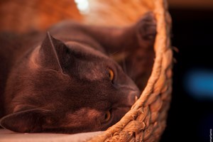 Gatos