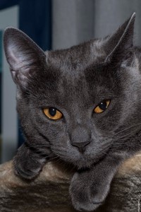 Gatos