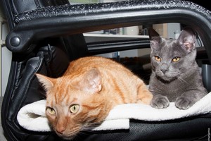 Gatos
