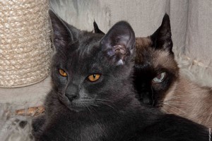Gatos