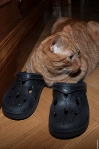 Gatos