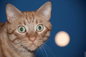 Gatos
