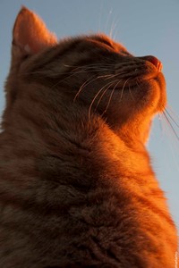 Gatos