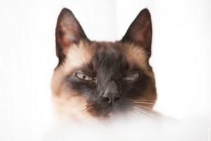 Gatos