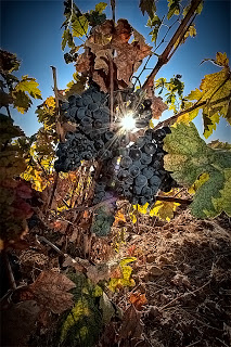 vino, wine