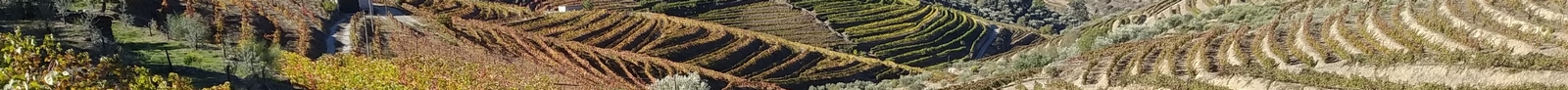 vino, wine tira
