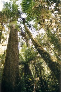 Guatemala - Sierra de las Minas - Los Albores