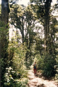 Guatemala - Sierra de las Minas - Los Albores