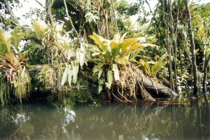 Guatemala - Lago Izabal - Polochic