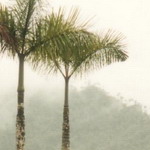 Ecuador - hacia Macas