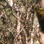 Ecuador - Cuenca - Cajas