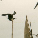 Ecuador - Guayas - Playas