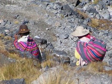 Cholas