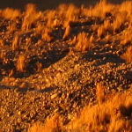 Camino de La Rinconada