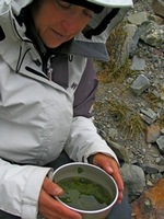 Mate de hoja de coca