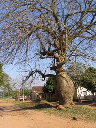 Roboré