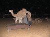 camellos