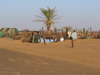 camellos