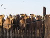 camellos