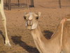 camellos