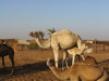 camellos