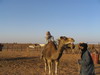 camellos