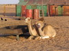 camellos