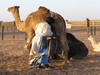camellos
