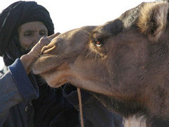 camellos