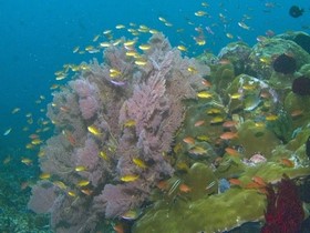 Kri - West Papua