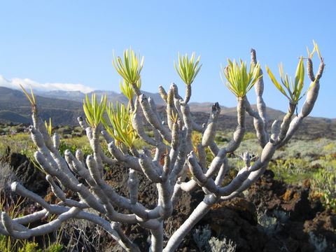 El Hierro