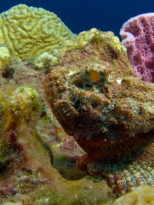 Dominica