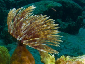 Dominica