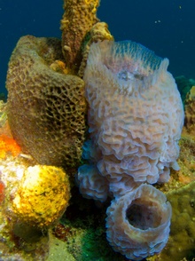 Dominica