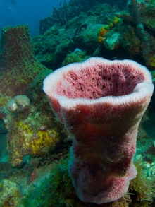 Dominica