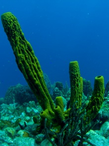 Dominica