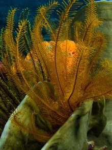 Dominica