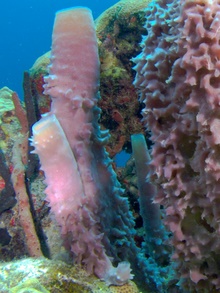 Dominica