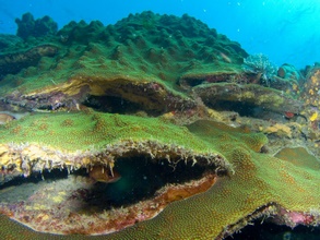Dominica