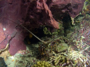 Dominica