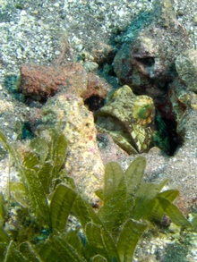 Dominica