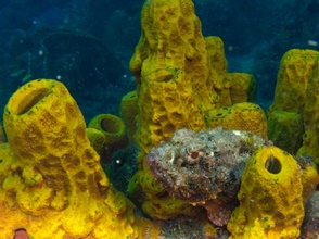 Dominica