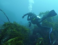 kelp