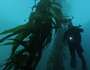 kelp_forest