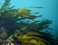 kelp